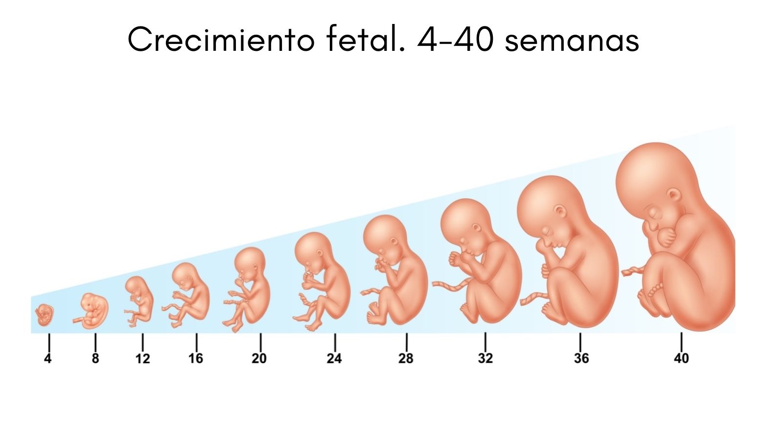 Linea Del Tiempo Desarrollo Embrionario Y Fetal - Reverasite