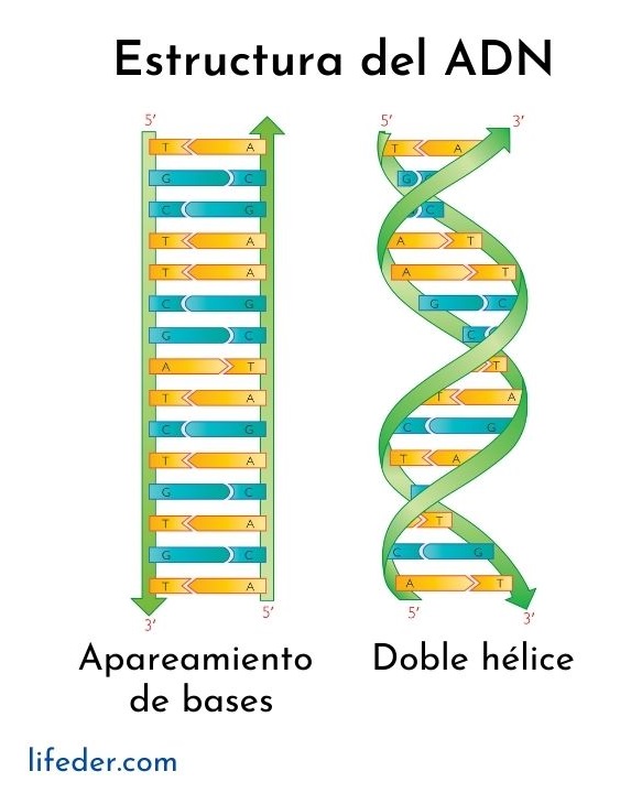 Adn qu es caracter sticas funciones estructura importancia