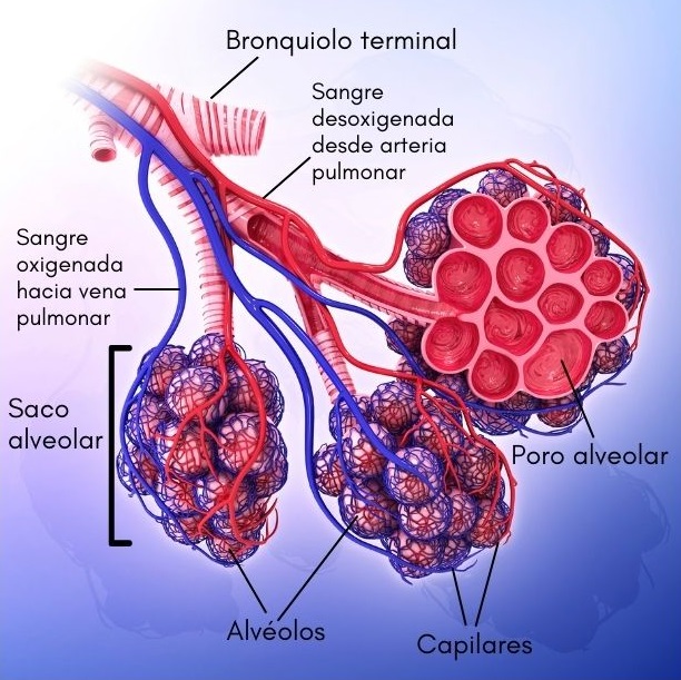 Alvéolos Pulmonares Qué Son Estructura Funciones Intercamio Gaseoso