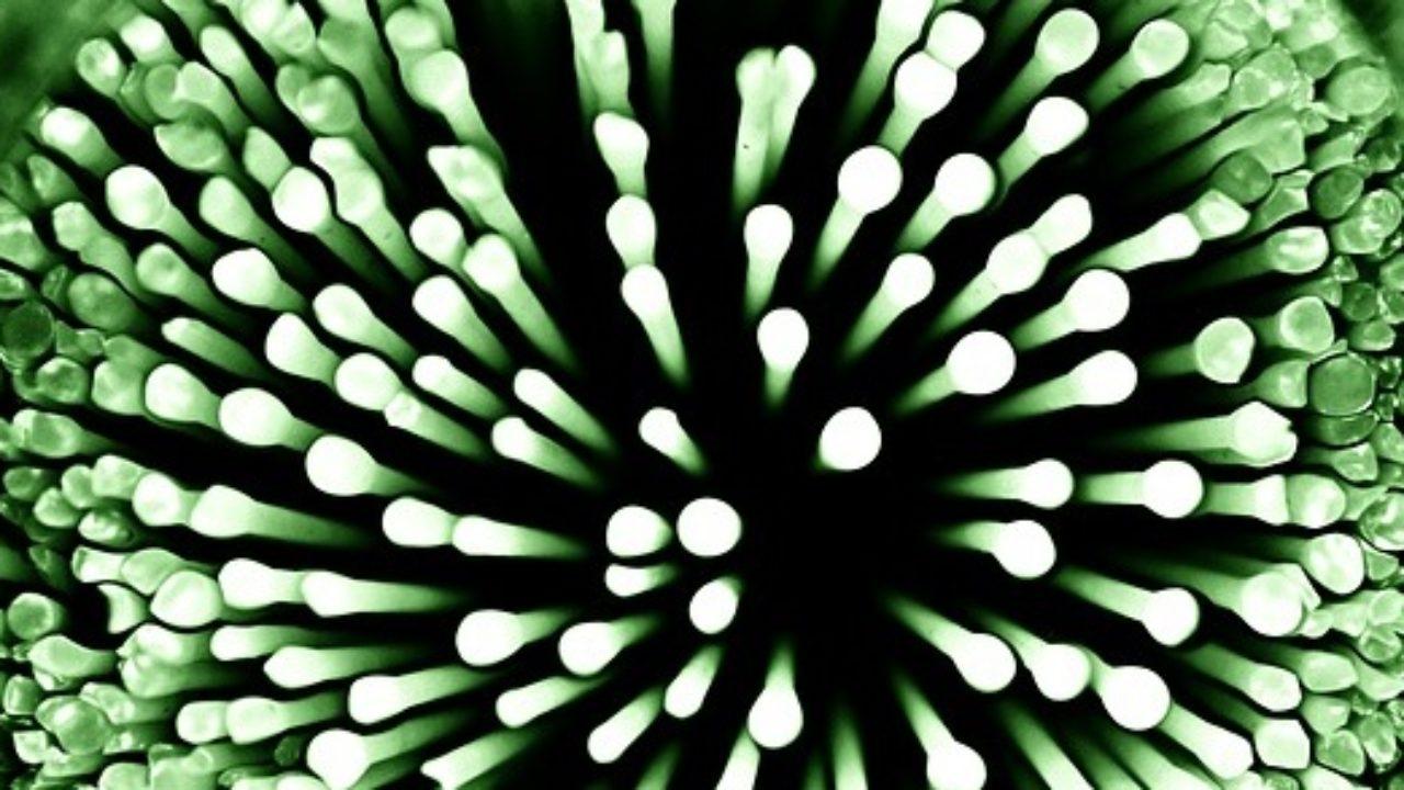 tratamiento de prostatitis ureaplasma urealyticum