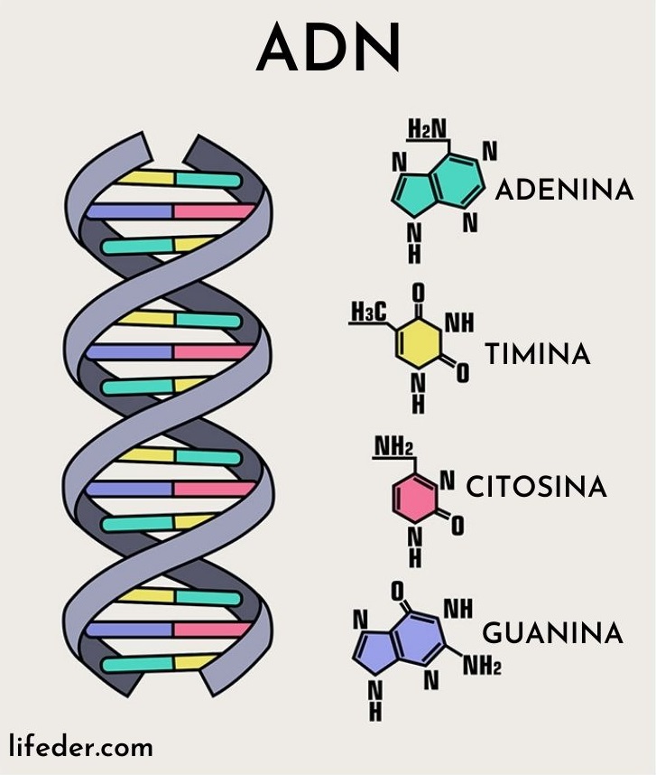 Adn mind map