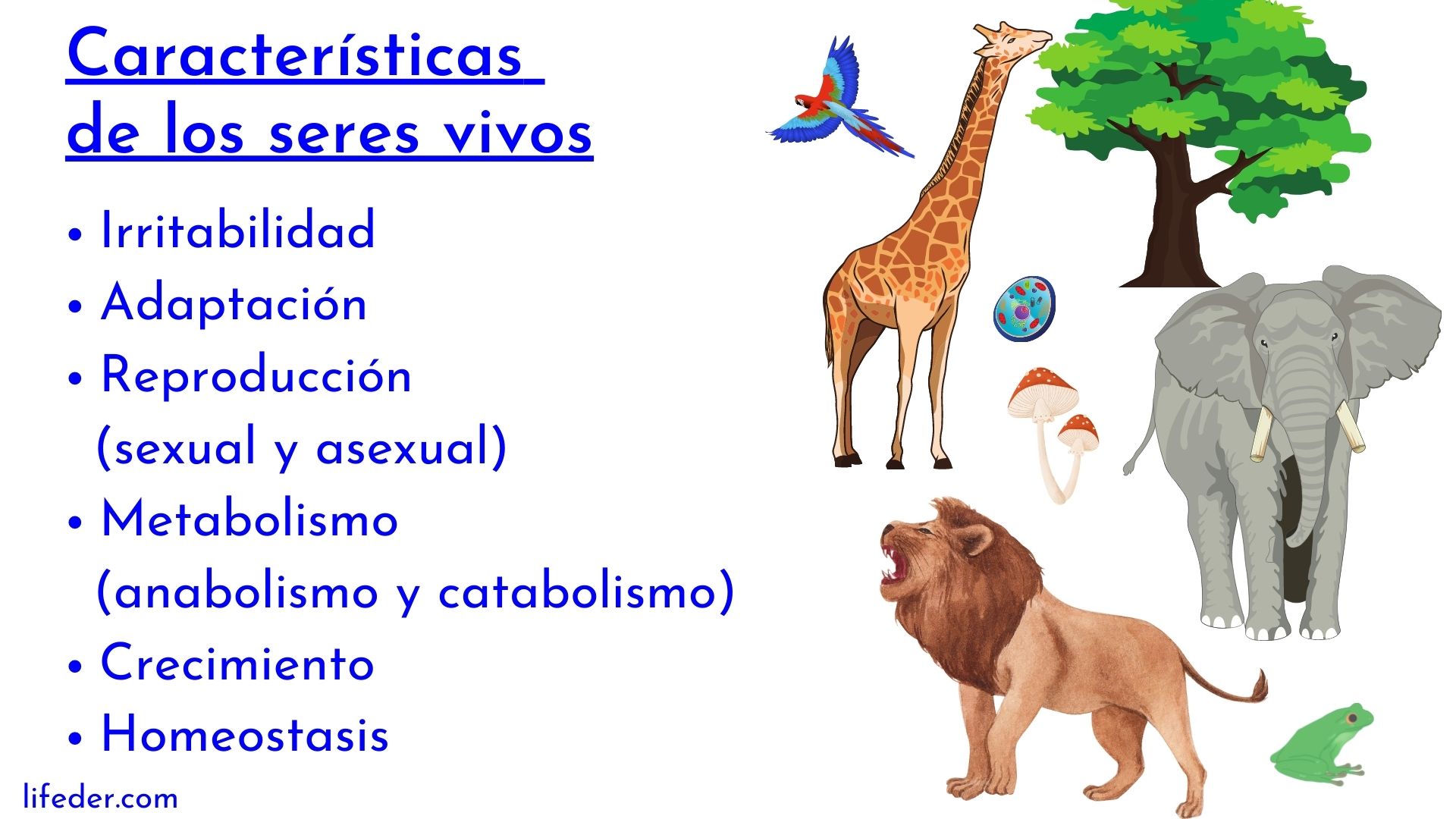 Características De Los Seres Vivos