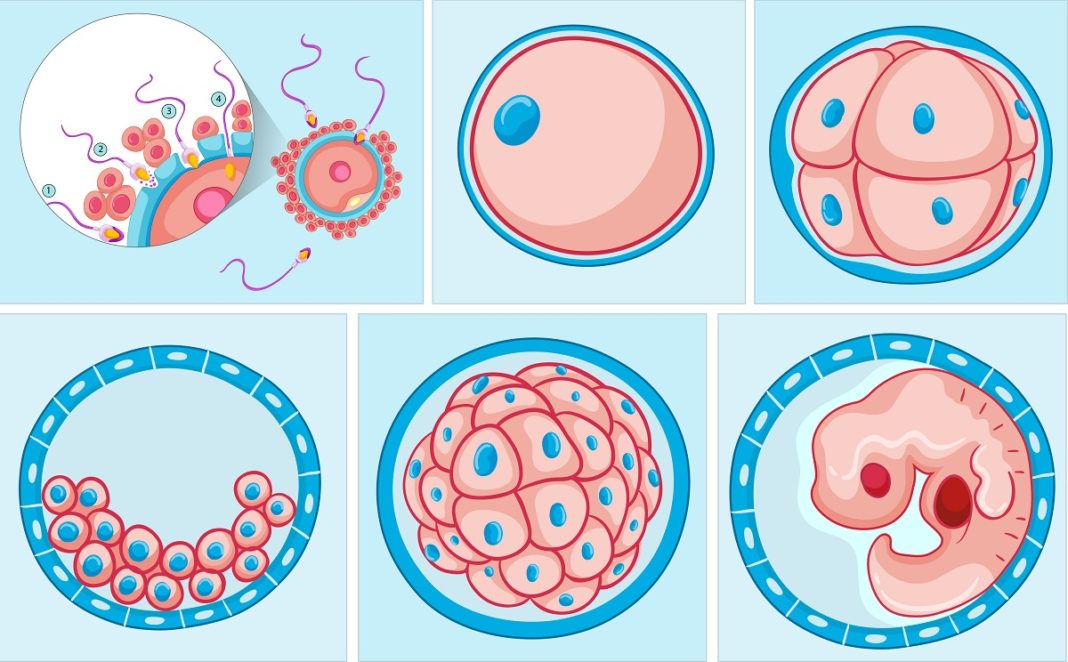 Desarrollo Embrionario Concepto Etapas Y Sus Características
