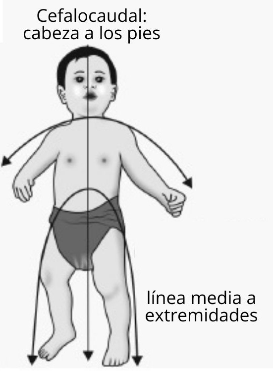 Cefalocaudal: concepto, anatomía, valoración, calentamiento