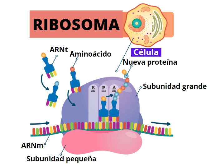 Funcion De Los Ribosomas Dinami