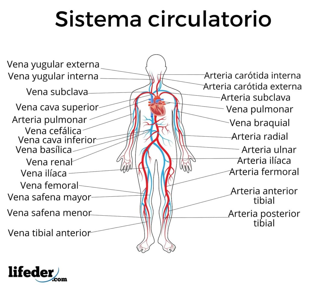 Sistema Circulatorio Funciones Partes Funcionamiento My Xxx Hot Girl