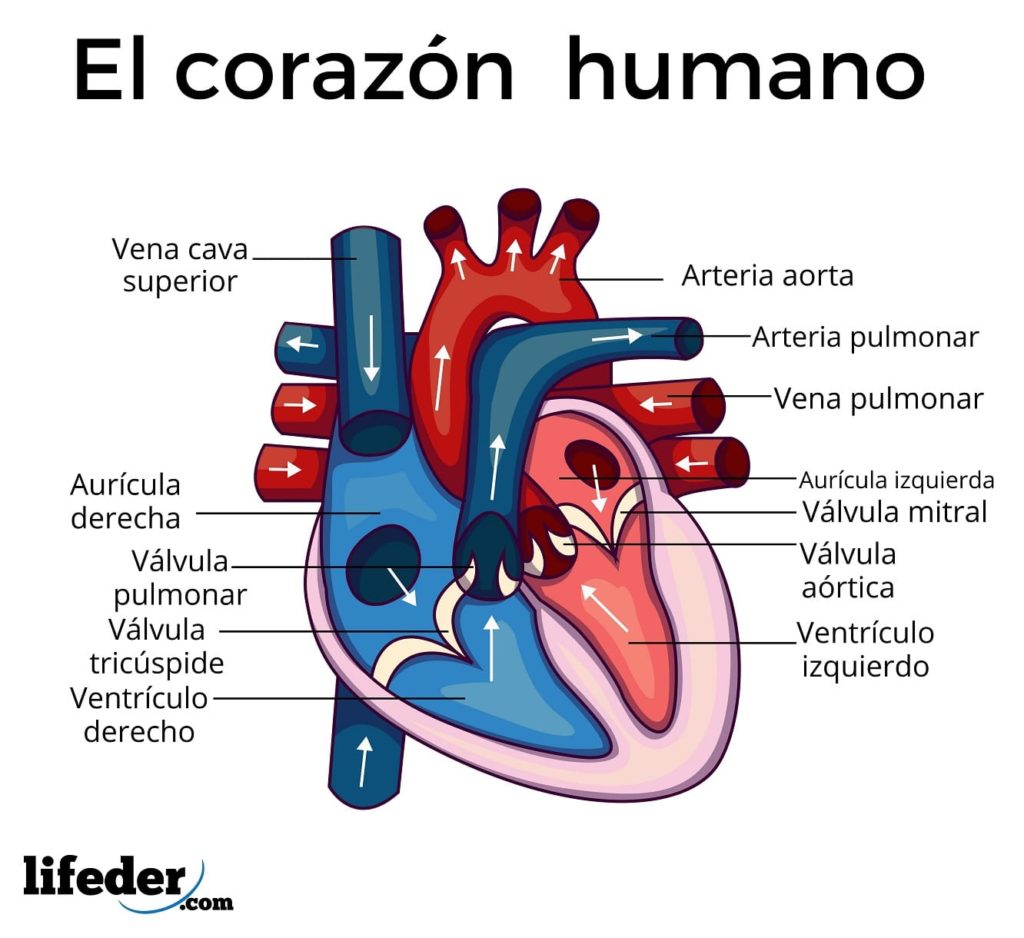 Sistema Circulatorio Funciones Partes Funcionamiento