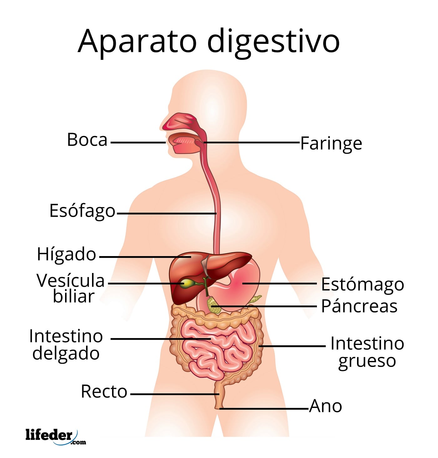 Aparato digestivo: funciones, partes, enfermedades