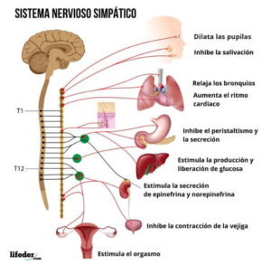 Sistema nervioso simpático: estructura, funciones, efectos