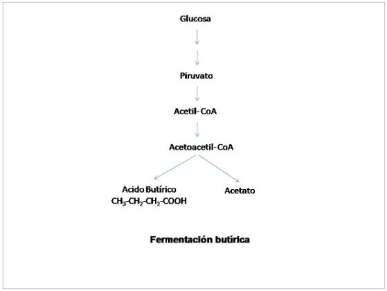 En Que Consiste La Fermentacion Butirica