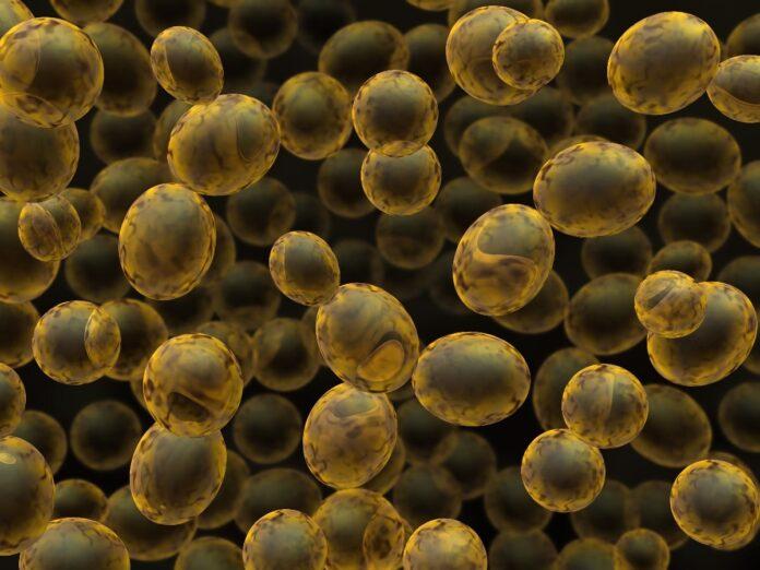Saccharomyces cerevisiae: qué es, características, morfología y ciclo vital