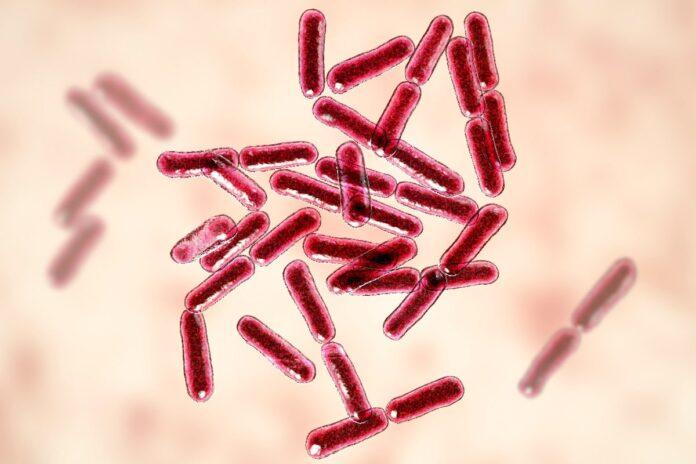 Bacillus clausii: qué es, taxonomía, morfología, características