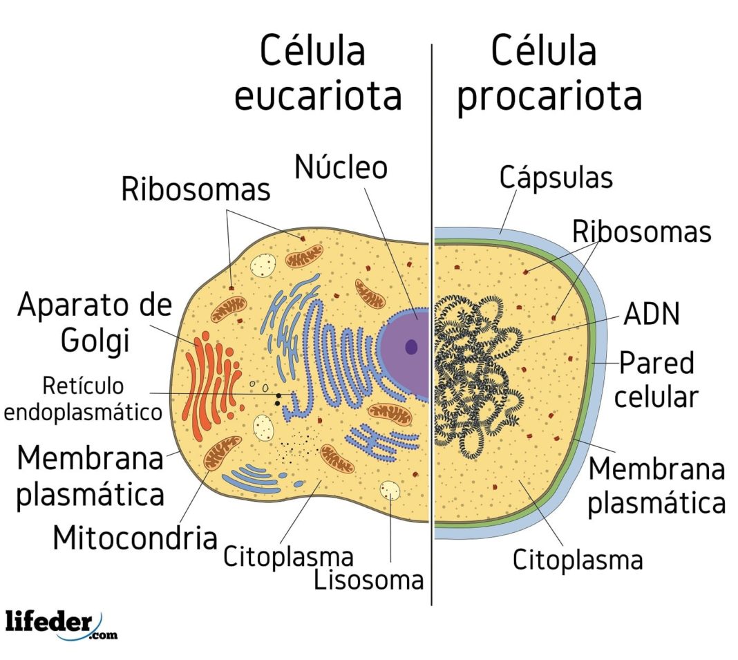 Célula procariota características, partes, funciones, tipos