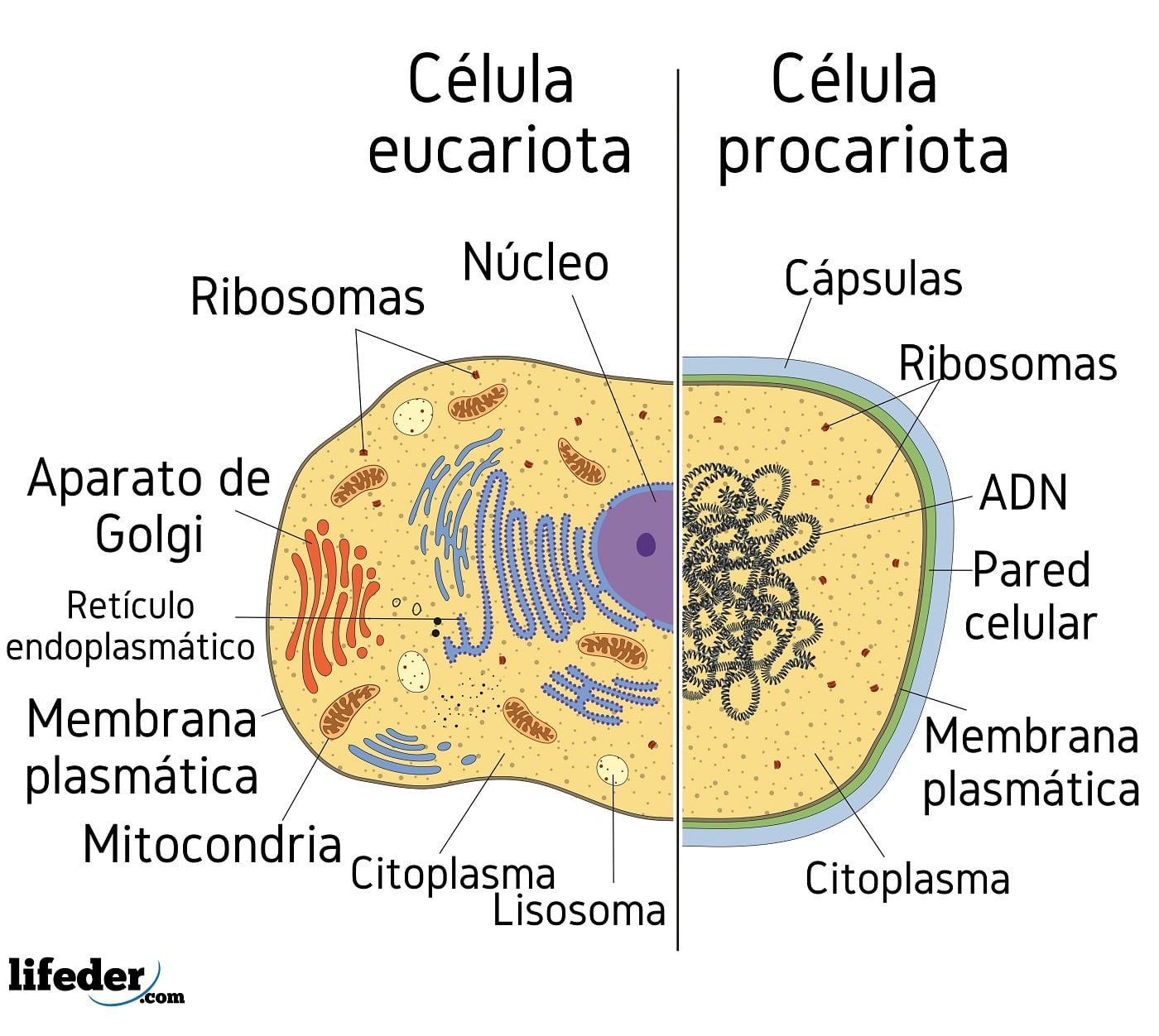 Célula Procariota Características Partes Funciones Tipos