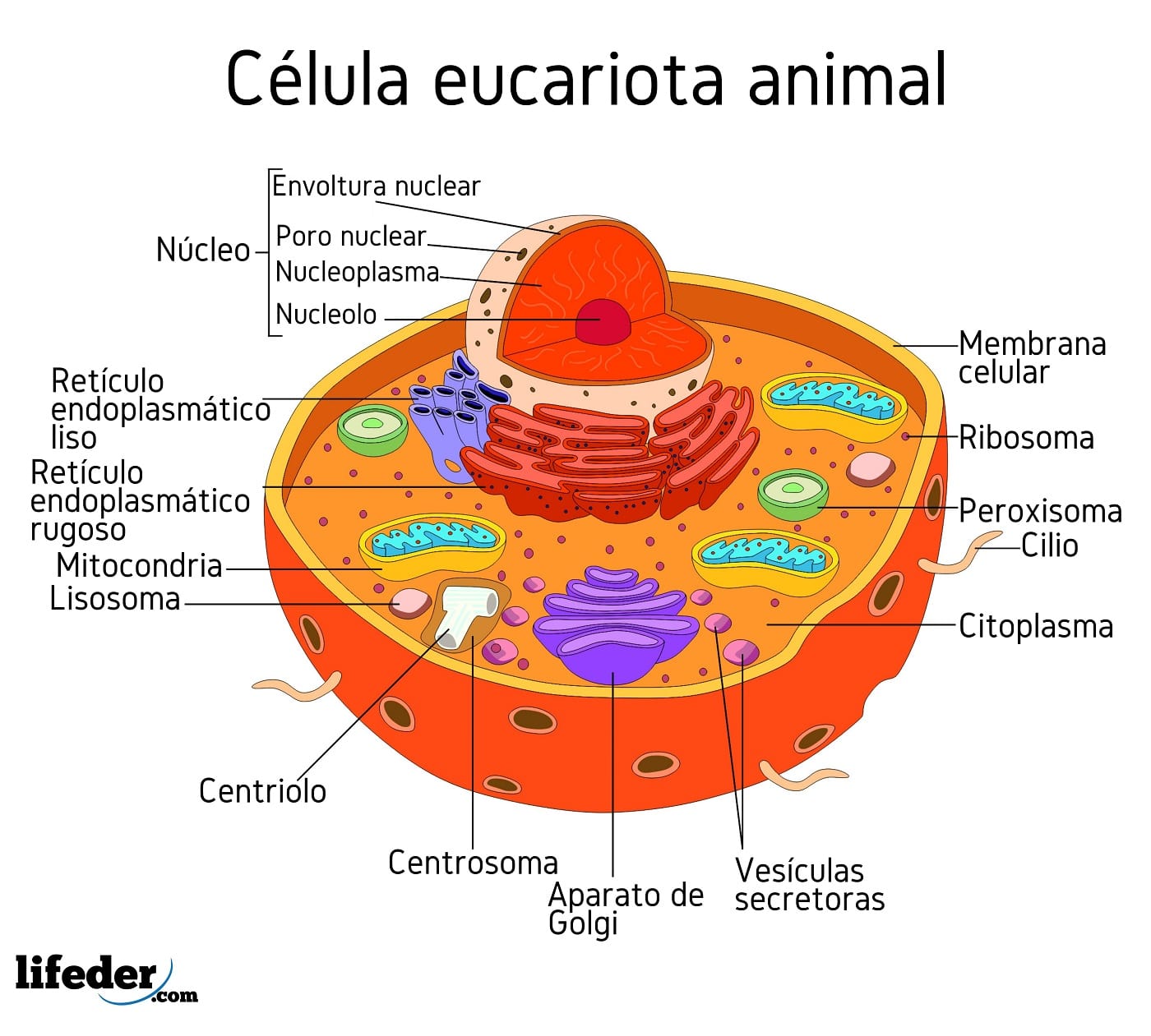 transatlántico promedio Conjugado Célula eucariota: características, partes, funciones, tipos