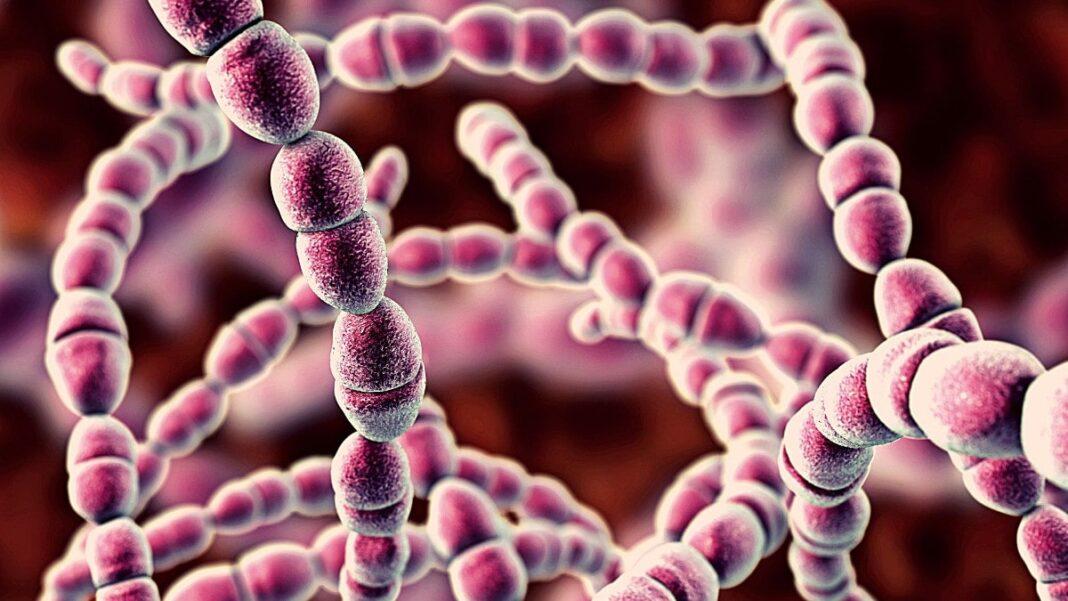 Streptococcus thermophilus qué es, características, morfología