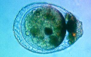 Amoebozoa