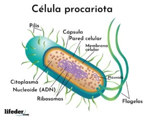 Célula procariota