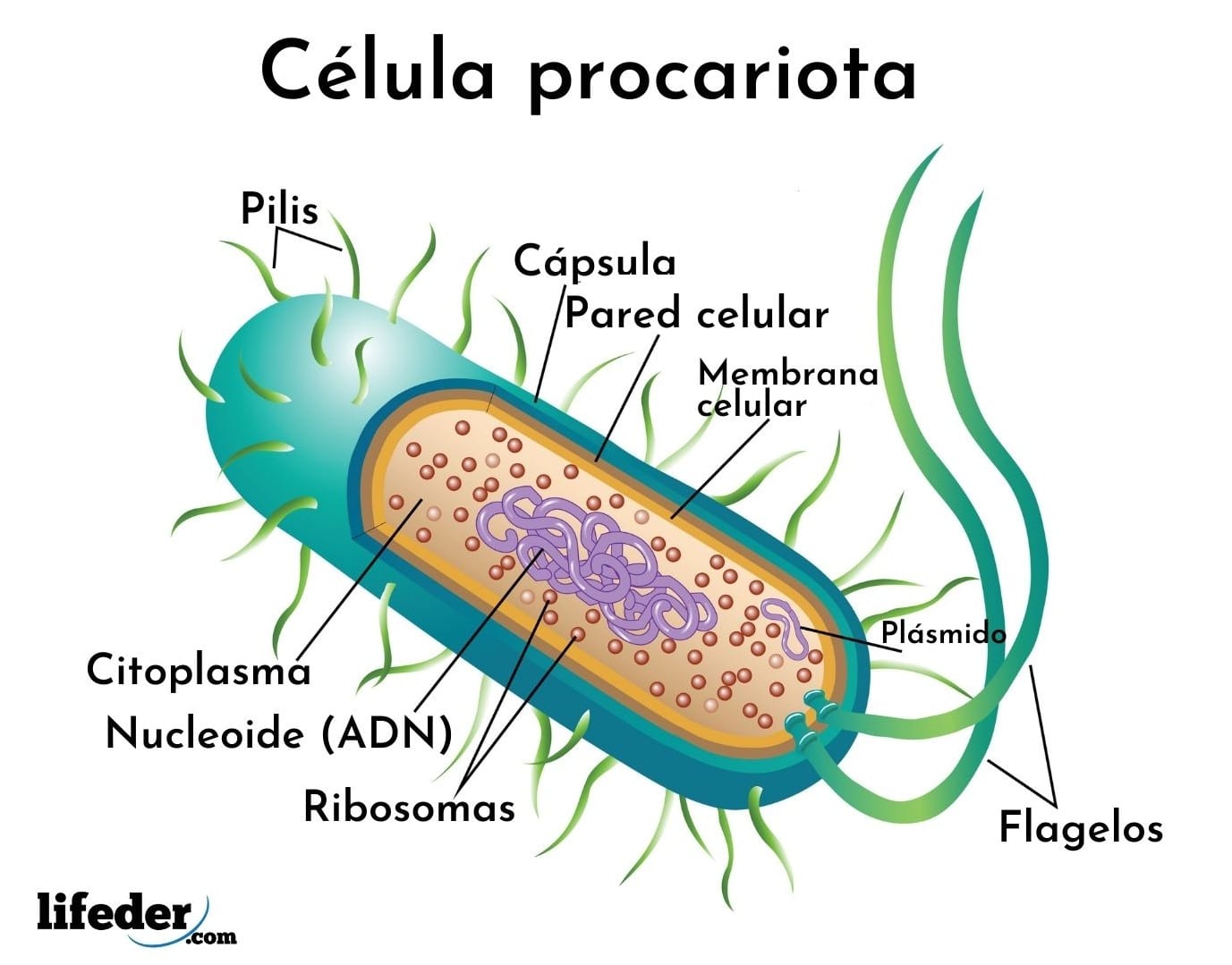 Tipos bacterias intestinales