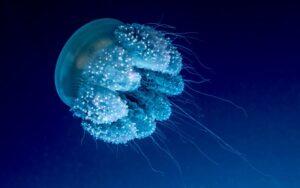 Mastigophora (flagelados)