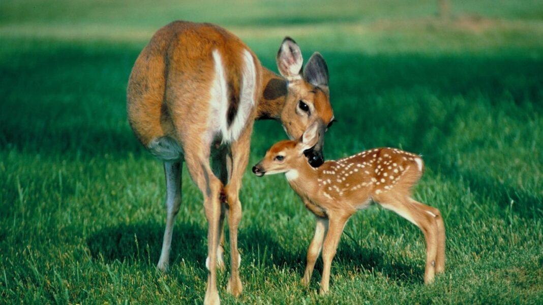 Artiodáctilos: qué son, características y clasificación