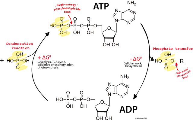 ATP (adenosín trifosfato): qué es, estructura, funciones, ciclo
