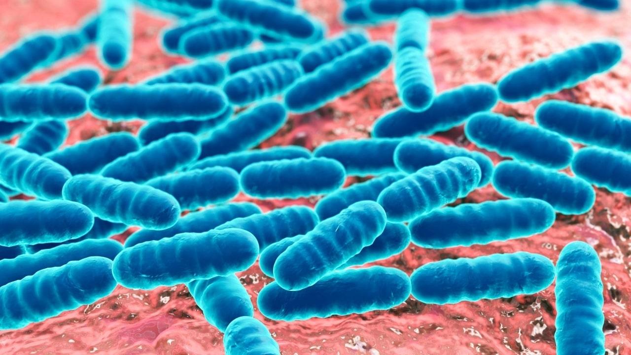 Lactobacillus acidophilus: qué es, características, beneficios