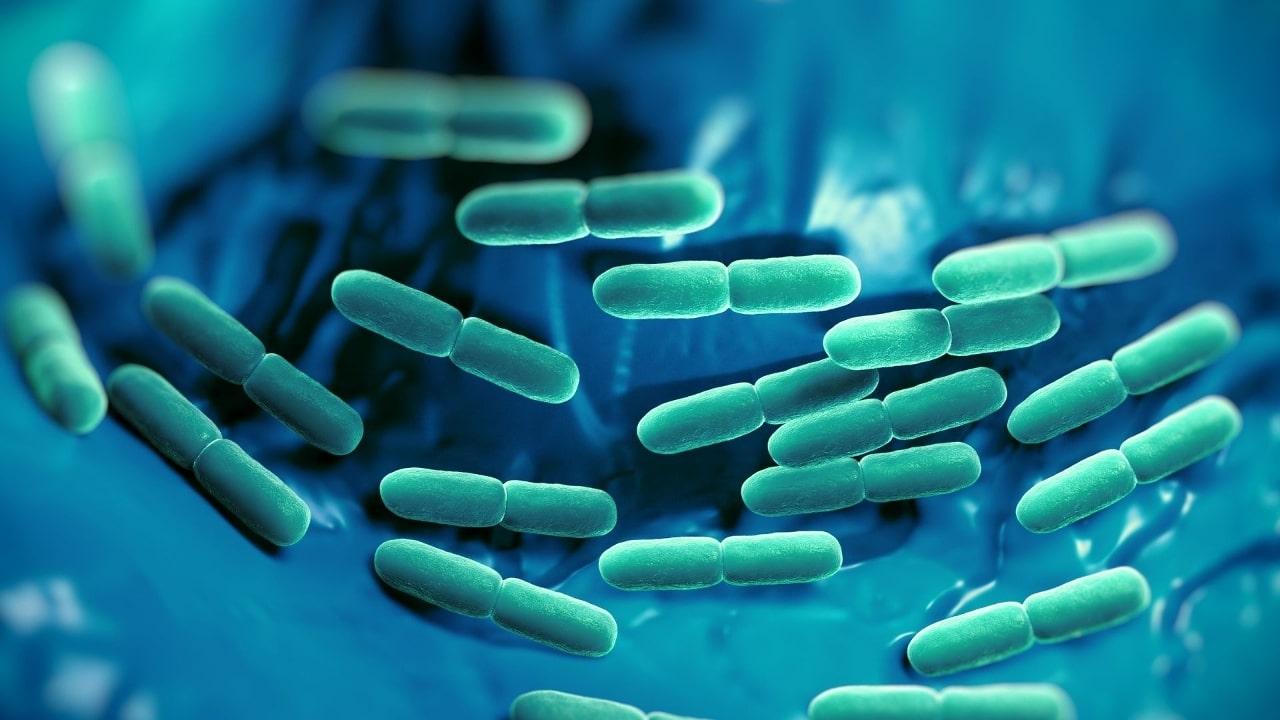 What Is Lactobacillus Rhamnosus Gg