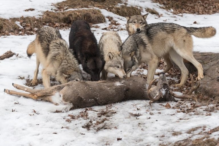 Animales carn voros caracter sticas y 30 ejemplos