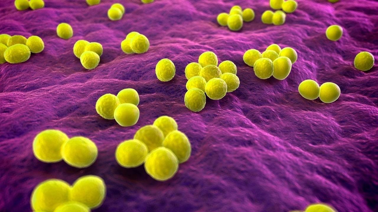 Staphylococcus qué es, características, morfología, patogenia