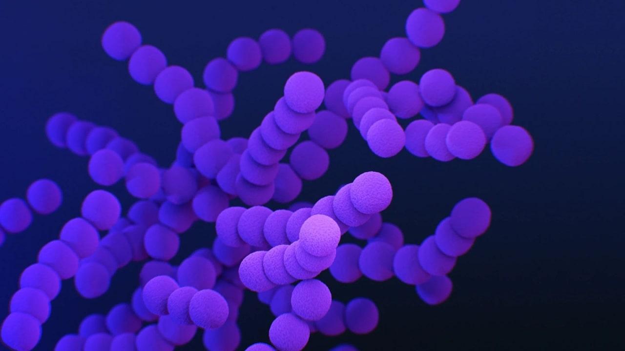 Streptococcus pyogenes qué es, características, morfología, patogenia
