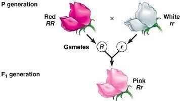 ¿Qué es la codominancia? (Con ejemplos) - Lifeder