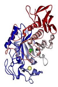 Enzimas hidrolíticas