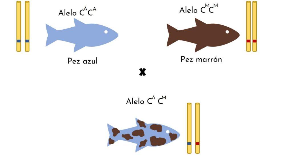 ¿Qué es la codominancia?