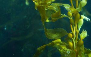 Macrocystis pyrifera