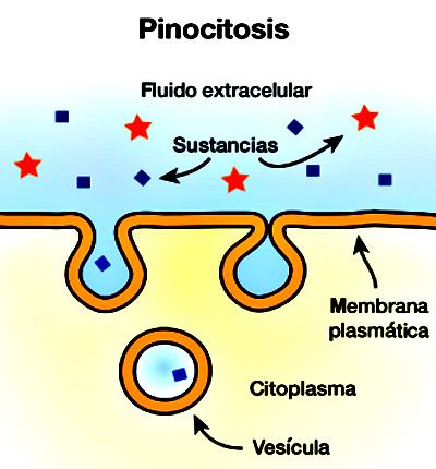 protozoos la celula protozoos la celula