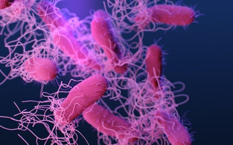 Salmonella typhimurium qué es, características, morfología, patogenia