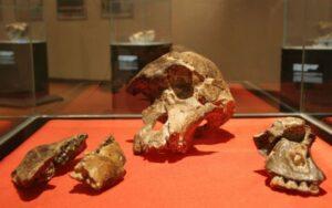 Australopithecus africanus