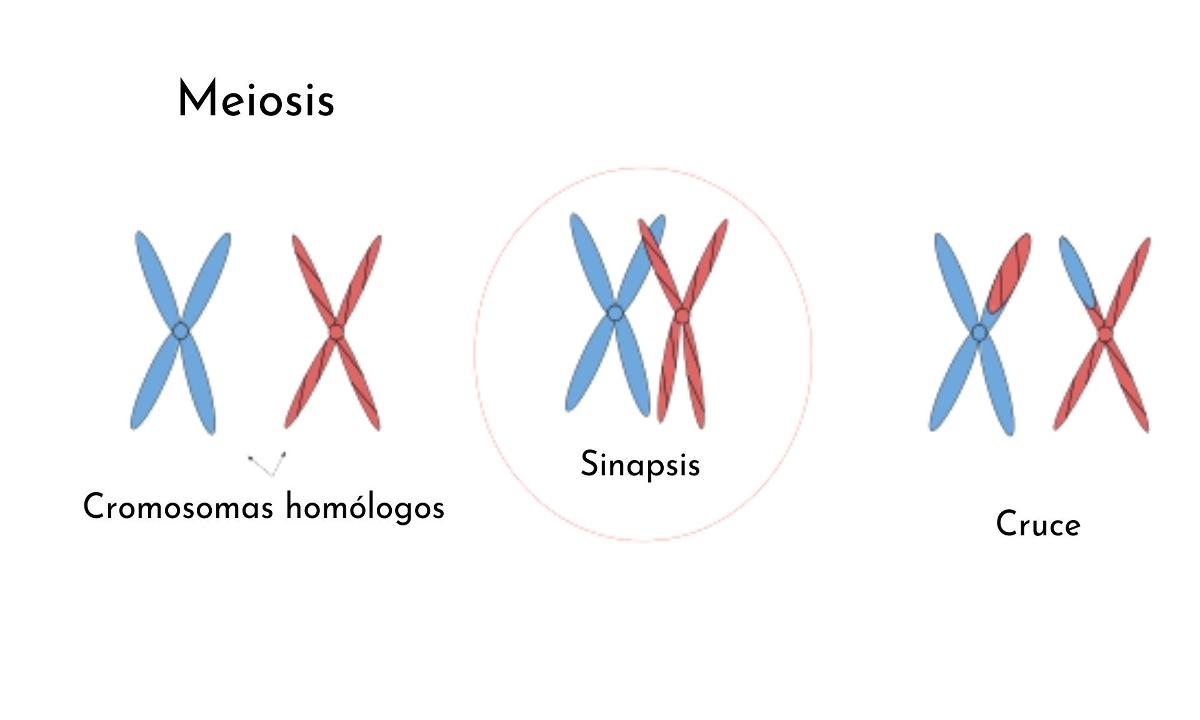 diploteno-qu-es-meiosis-descripci-n-importancia