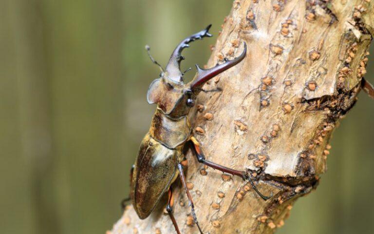 Escarabajos: qué son, características, alimentación, reproducción