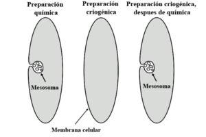 Mesosoma