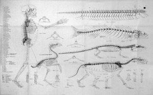 Homología (biología)