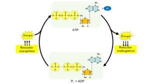Reacción endergónica