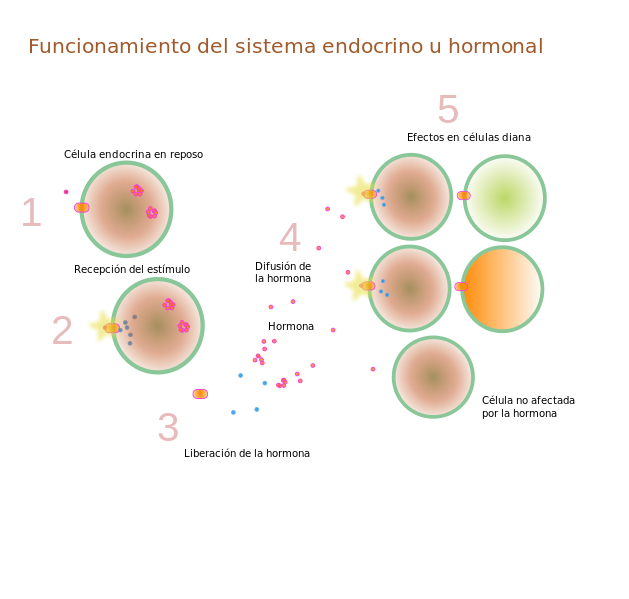 Célula blanco qué es, características, señalización celular, ejemplo Célula blanco qué es, características, señalización celular, ejemplo