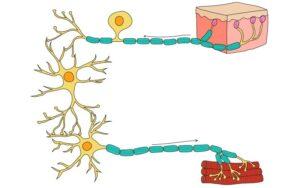 Excitabilidad celular