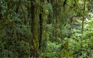 Factores bióticos y abióticos de la selva