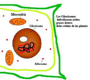 Glioxisomas