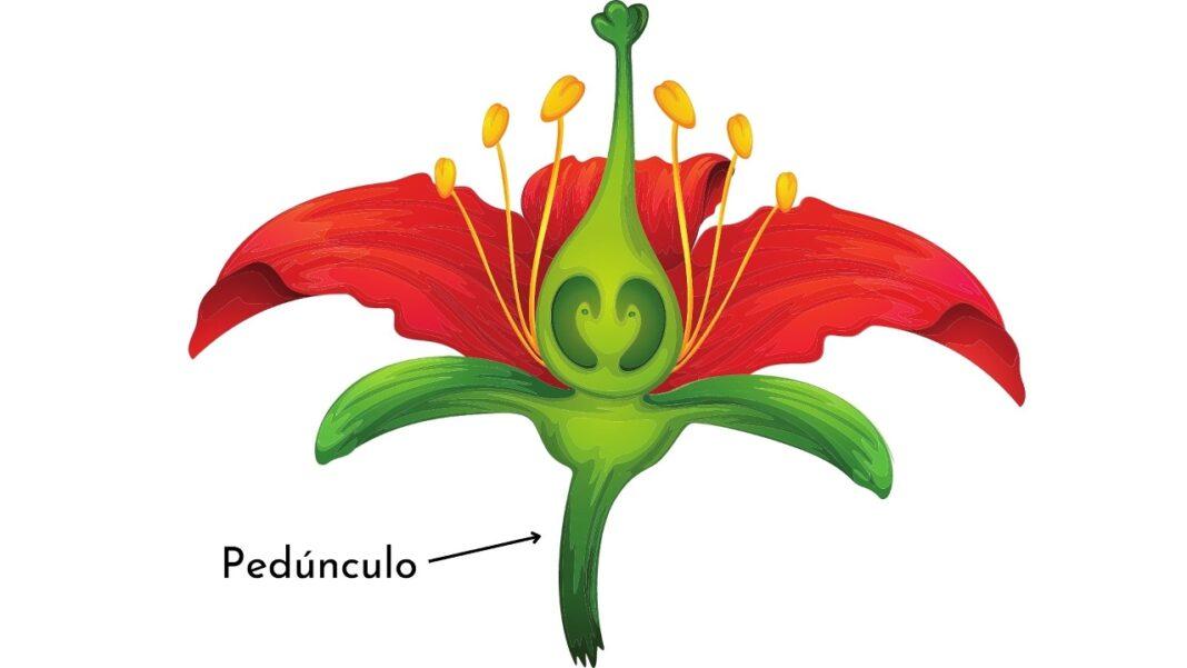 Pedúnculo qué es, características, estructura, tipos, funciones