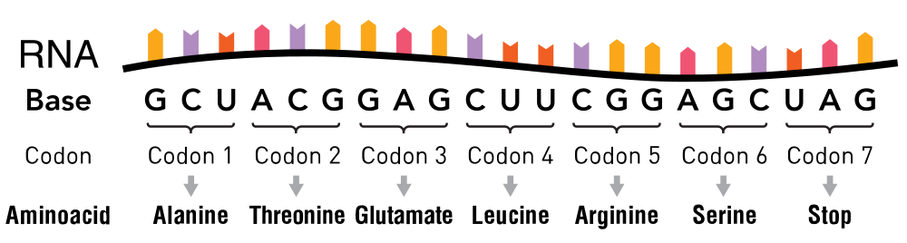 ¿Qué es un codón? (Genética) - Lifeder dna nucleotides and bases diagram 
