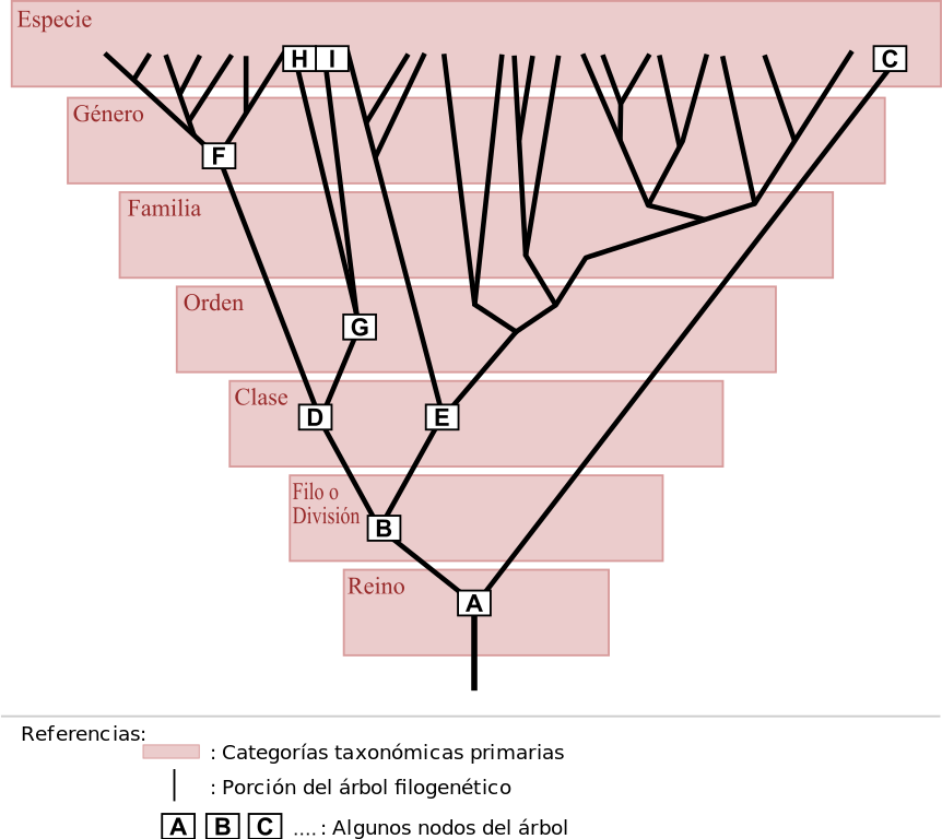 Categorías taxonómicas lista con características y ejemplos